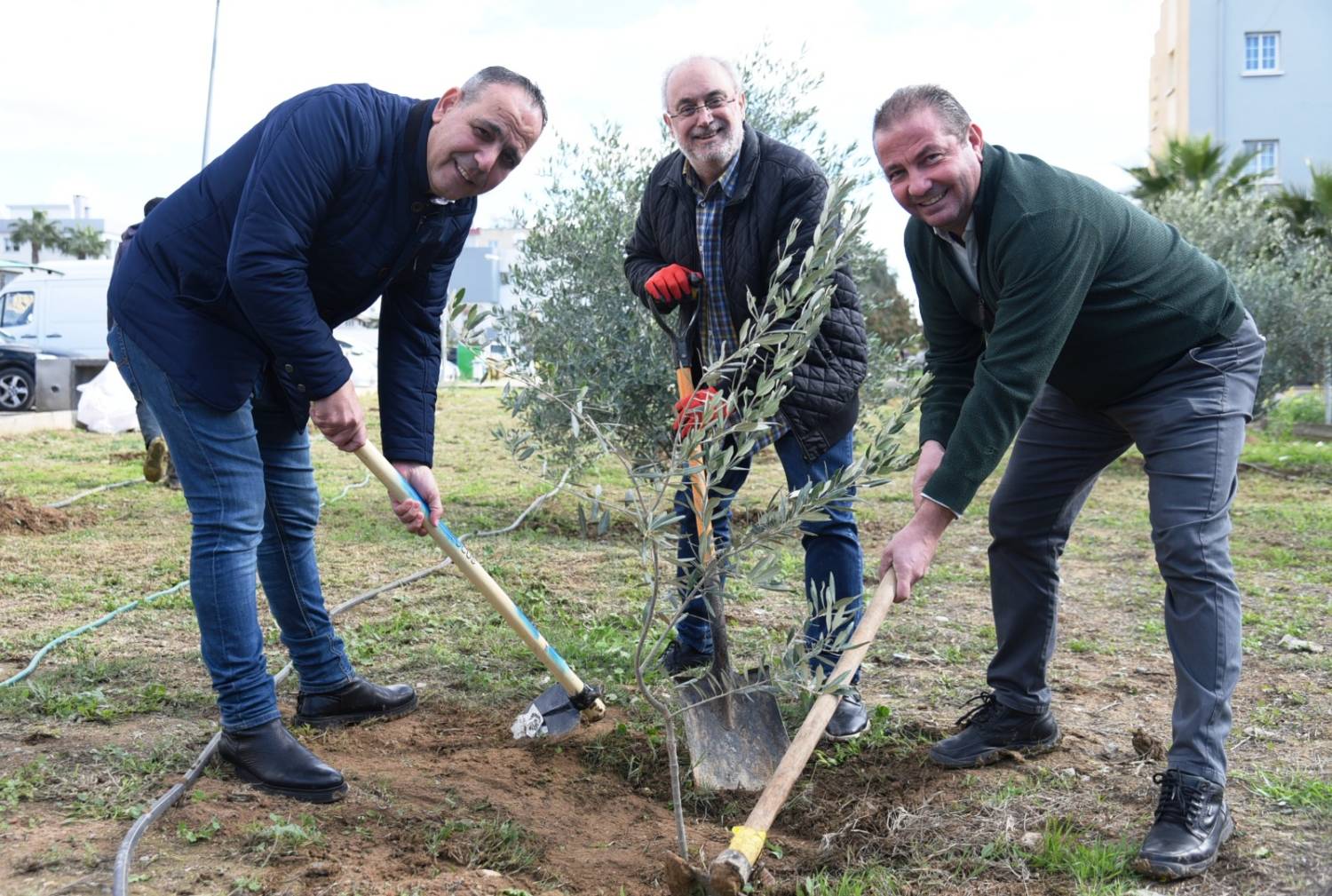 Olive Tree Planting