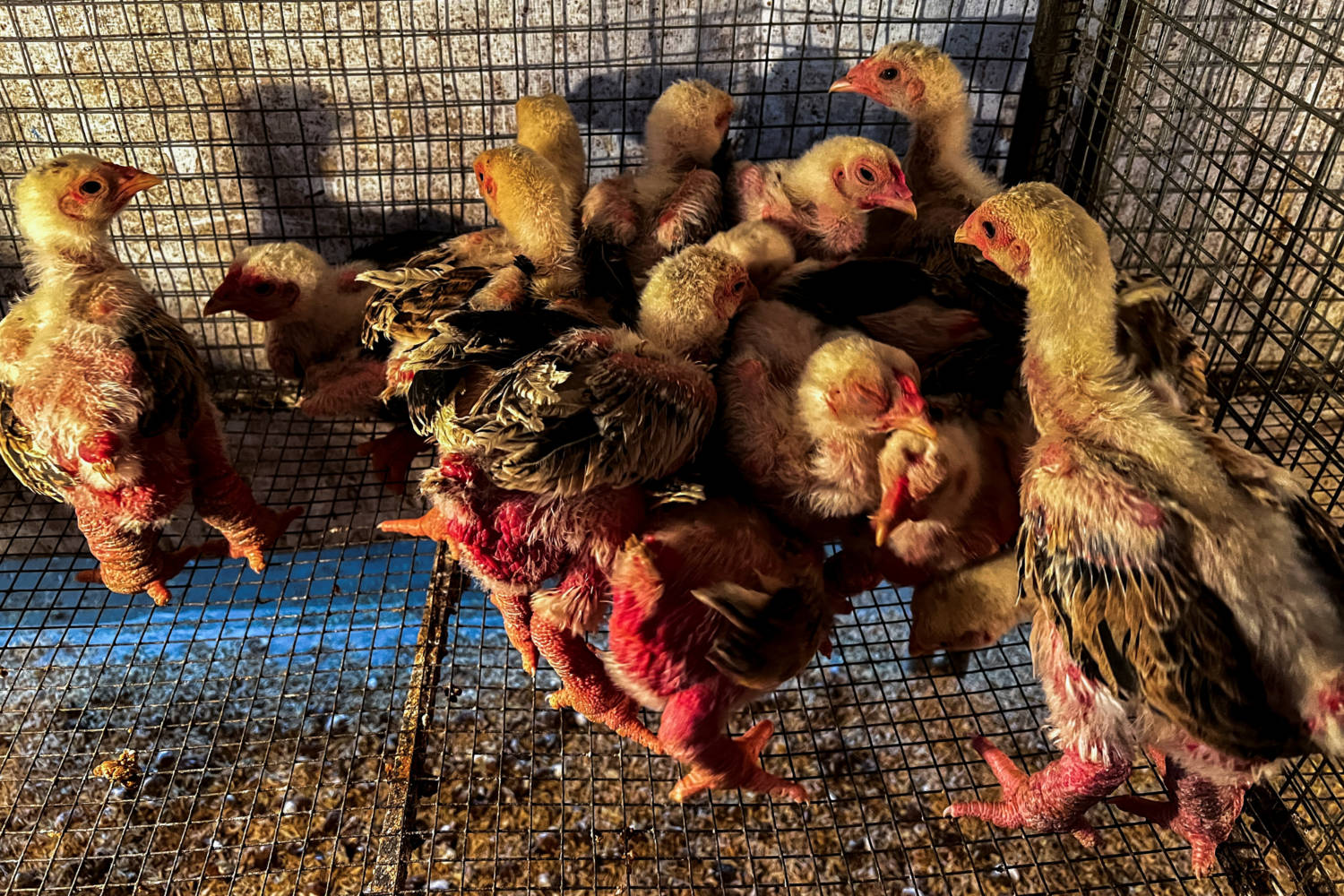 Meet Vietnam's 'dragon Feet' Chicken, A Lunar New Year Delicacy