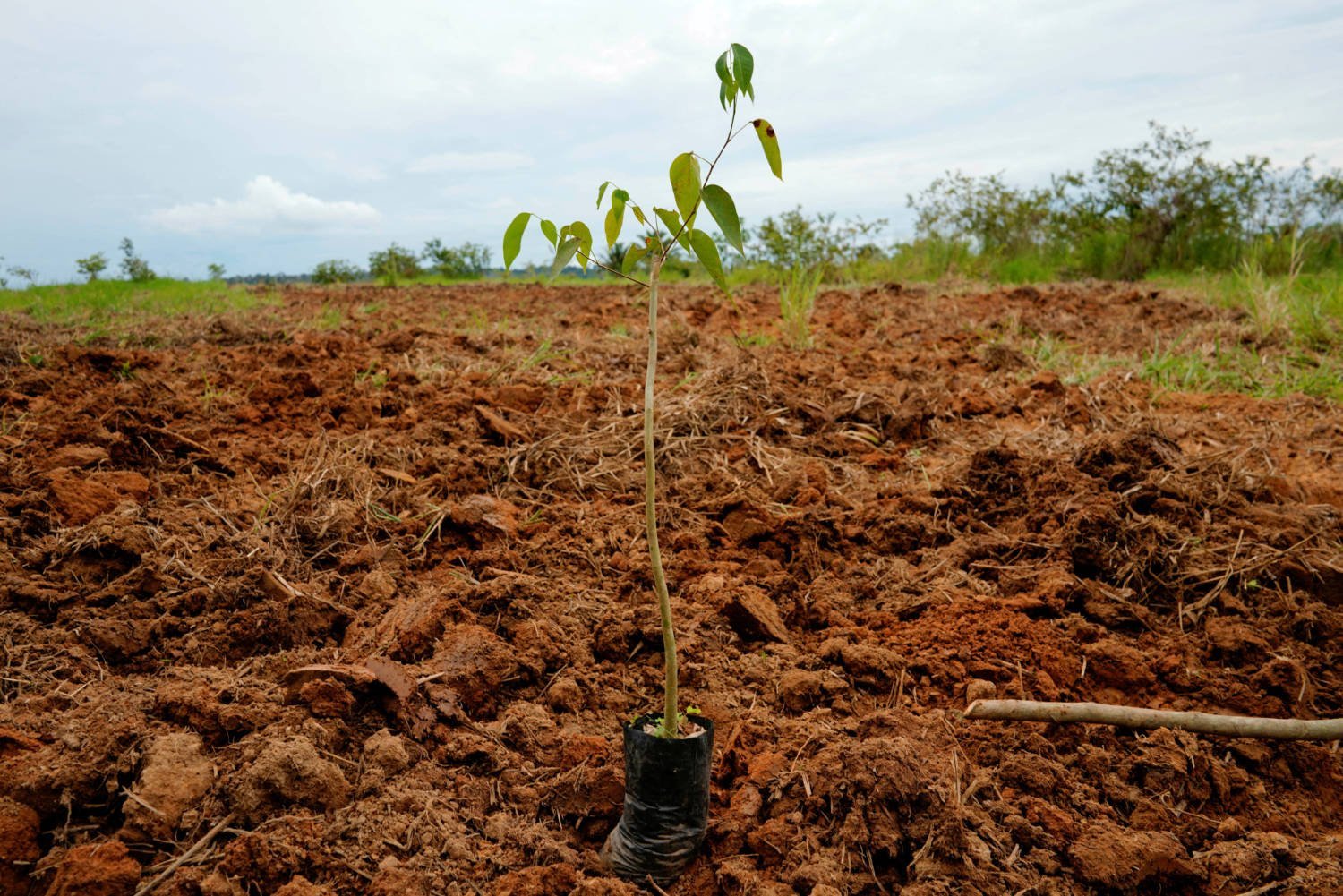 File Photo: Planting Trees Could Save The Amazon And The World's Climate