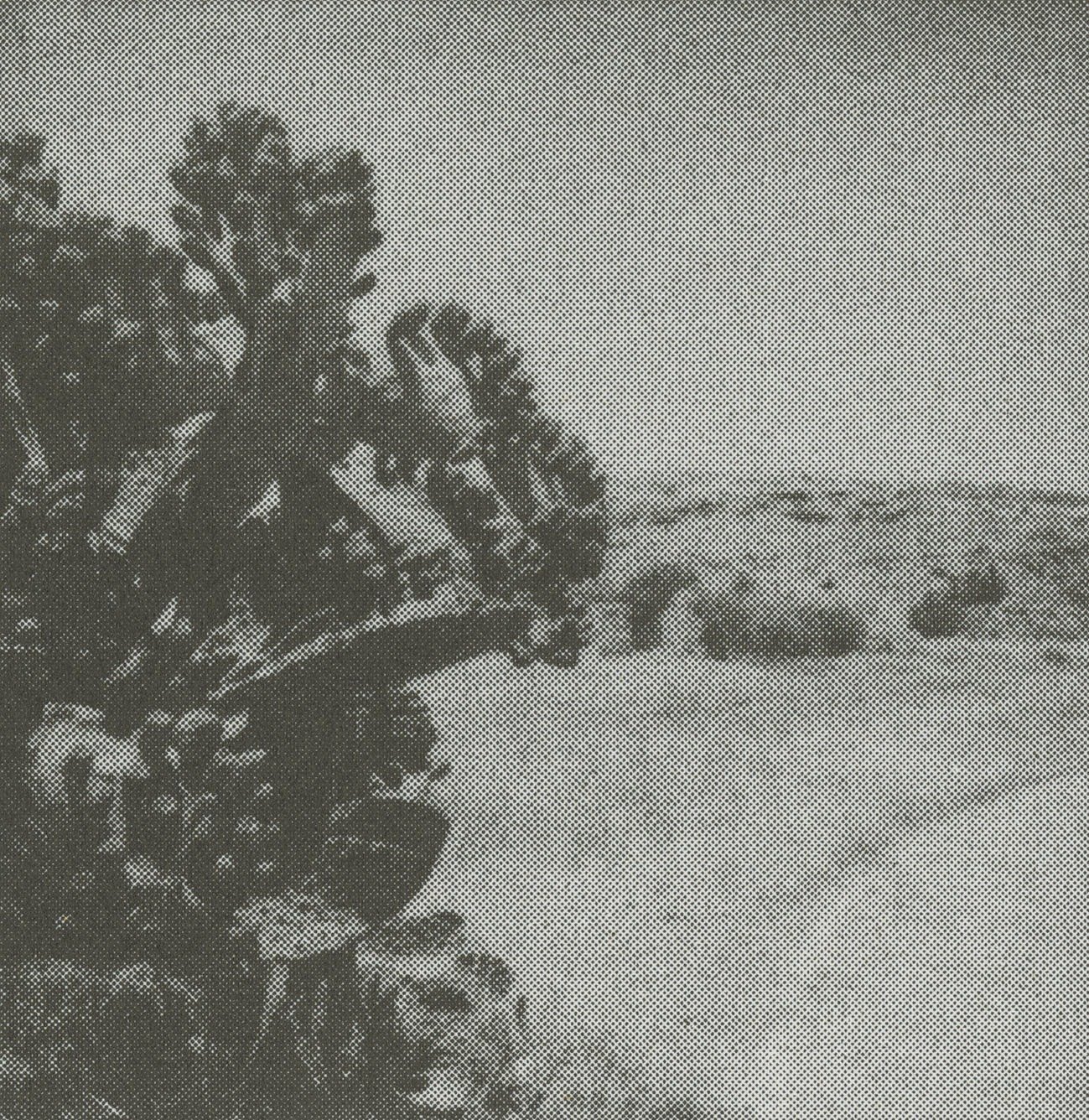 Arizona Cy