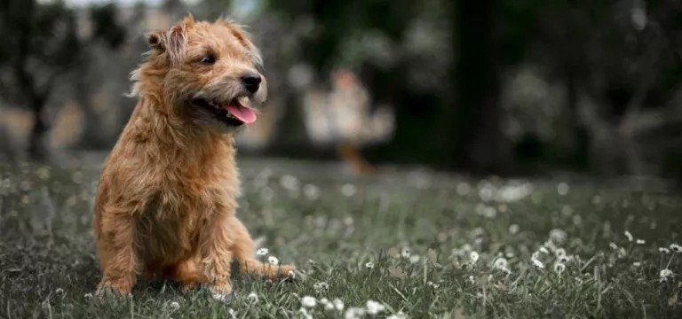 Dog Grass Id 913410 768x360 1