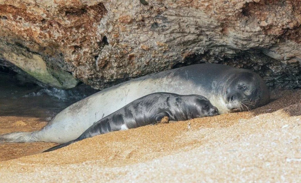 Monk Seal