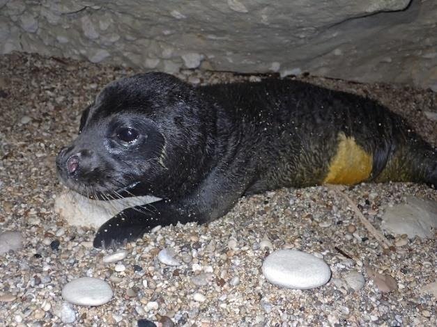 Seal