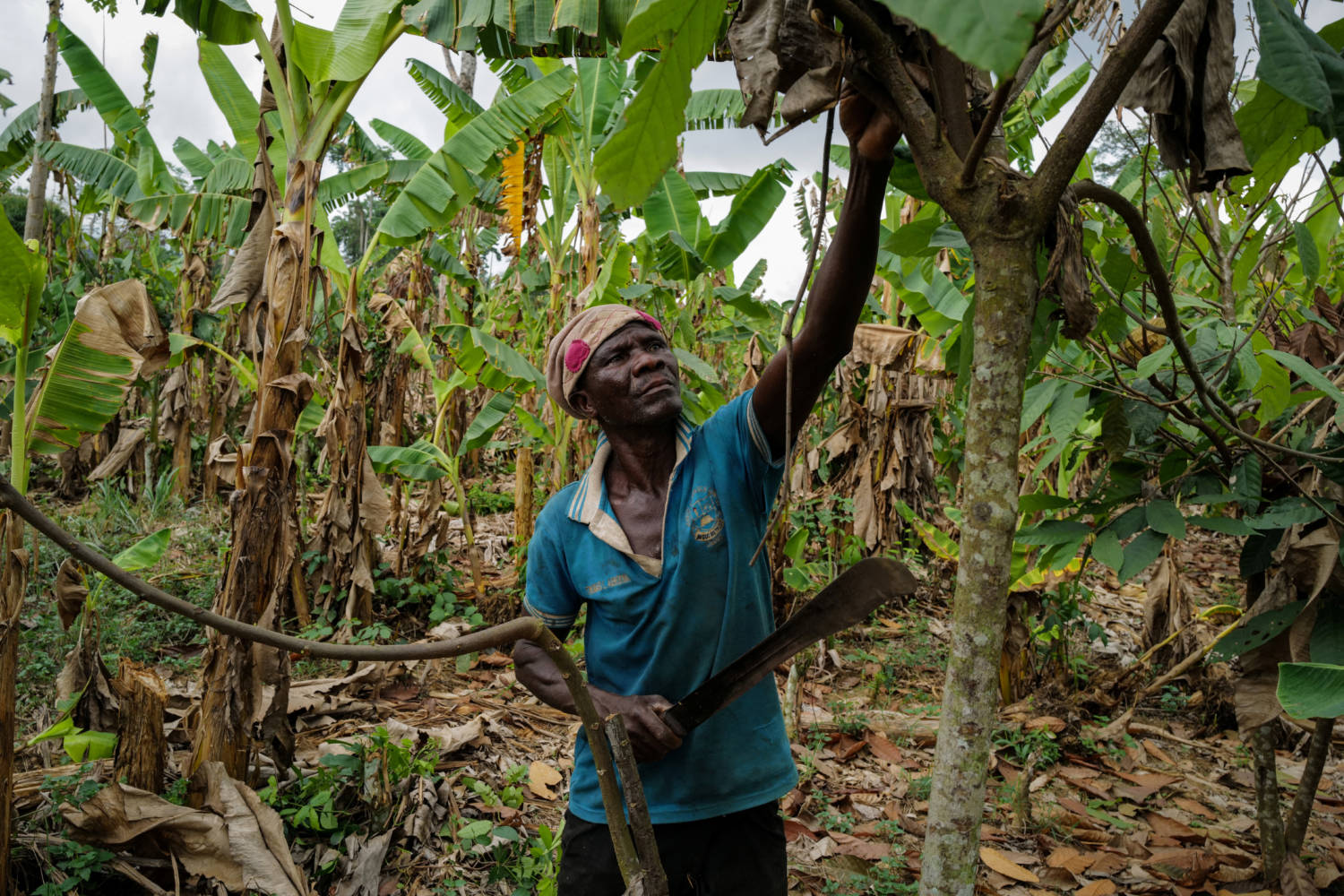 Ec In Coco Not Rising Chocolate prices to keep rising as West Africa's cocoa crisis deepens ...