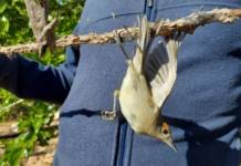 1 Female Blackcap Caugh On An Il
