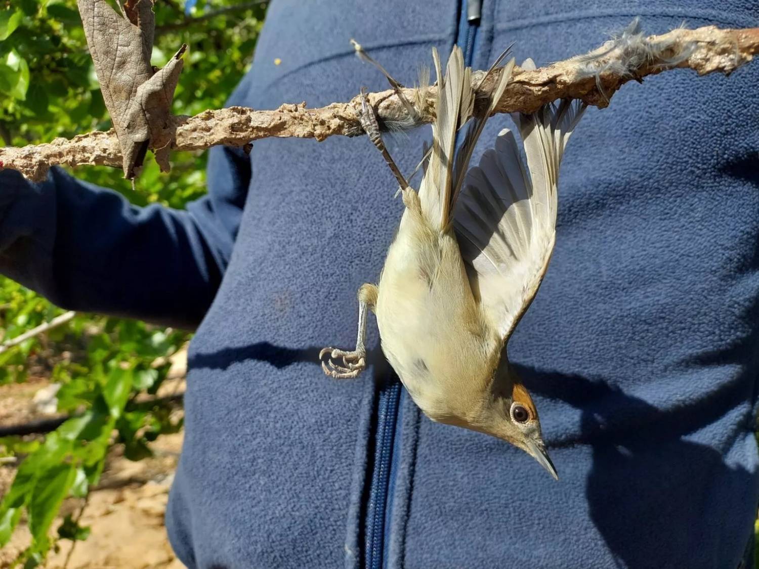 1 Female Blackcap Caugh On An Il