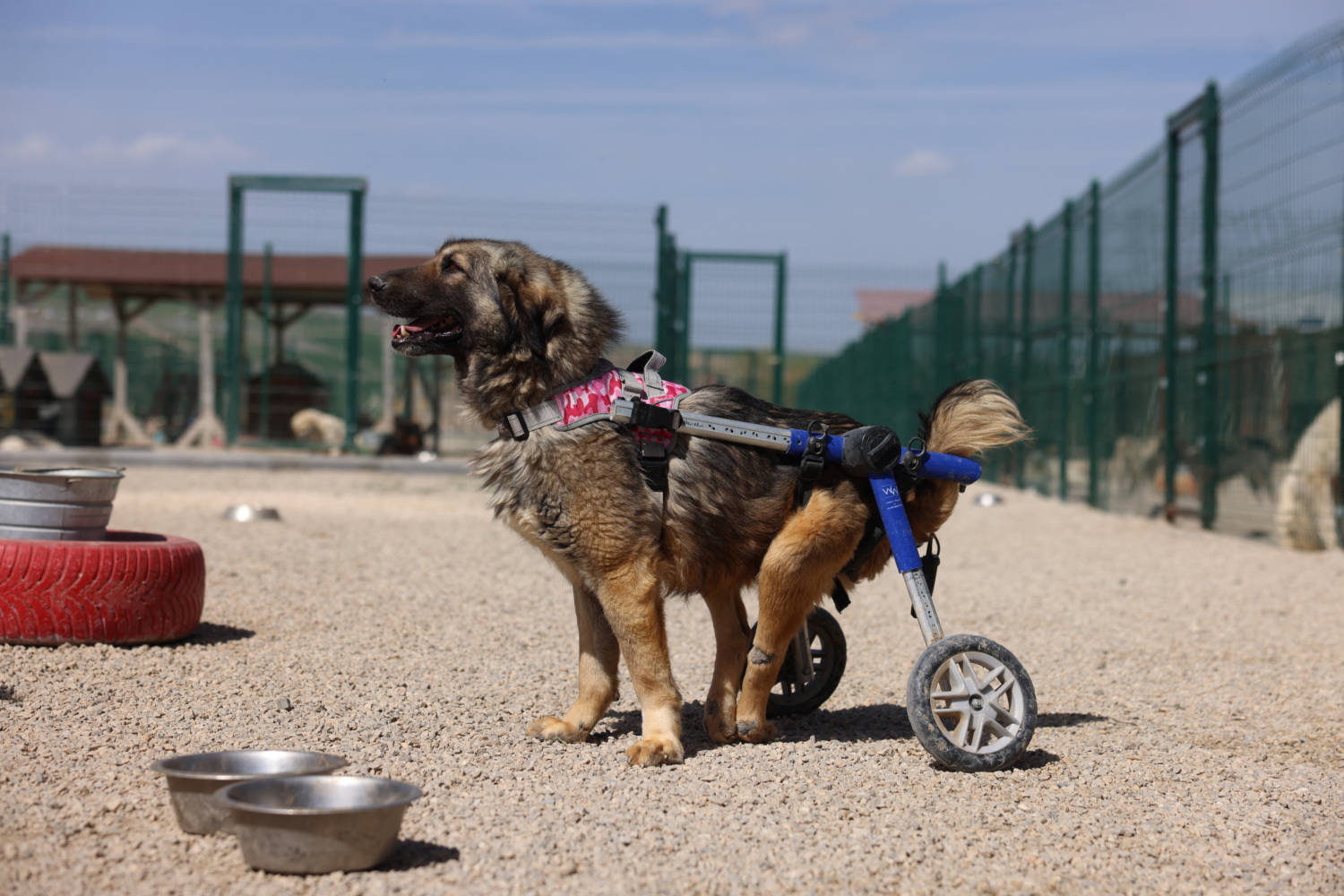 Turkey's woof express takes disabled dogs on a daily ride [PHOTOS] | en ...
