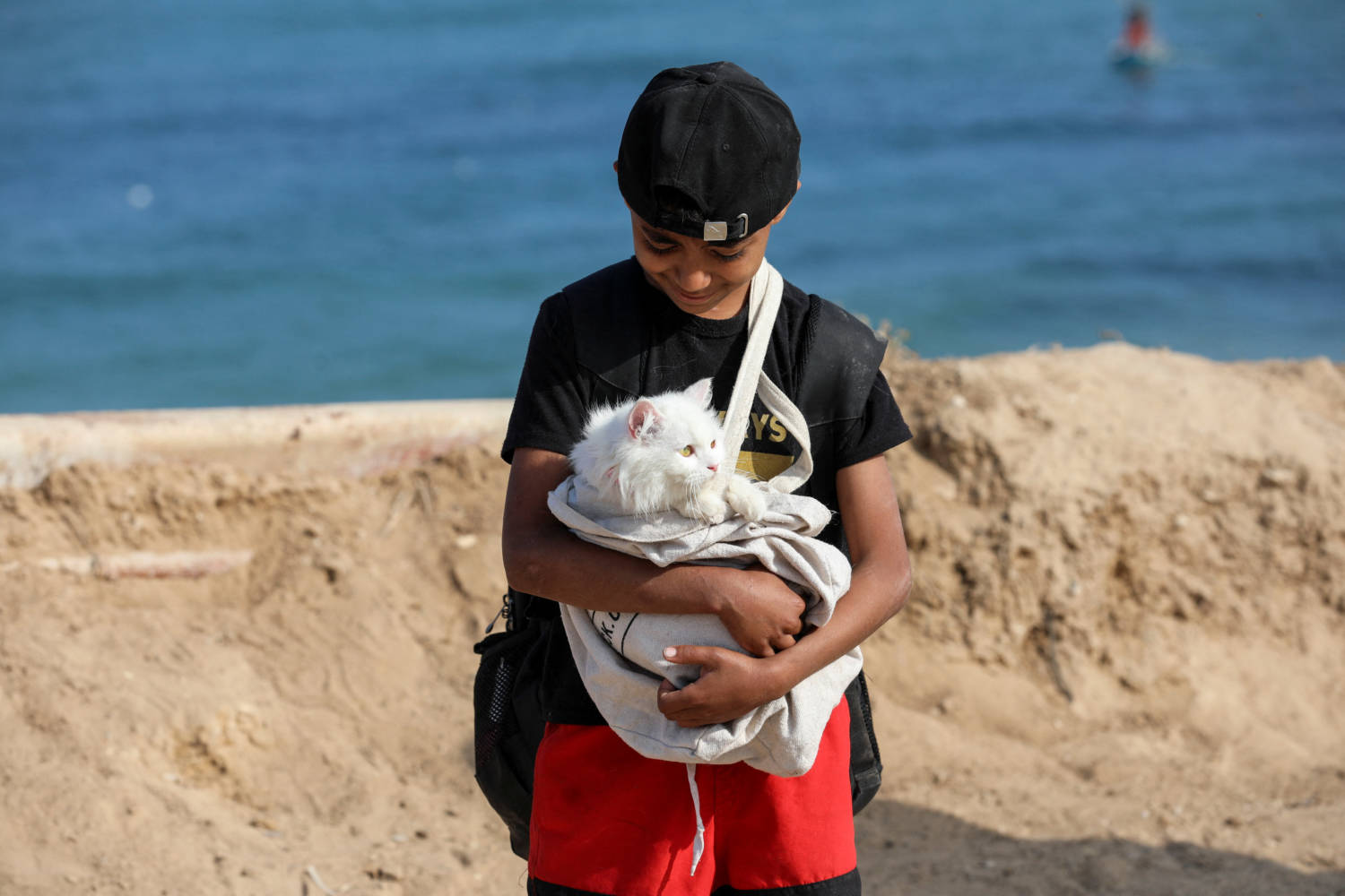 Cats in conflict and disaster zones [PHOTOS] | en.philenews.com