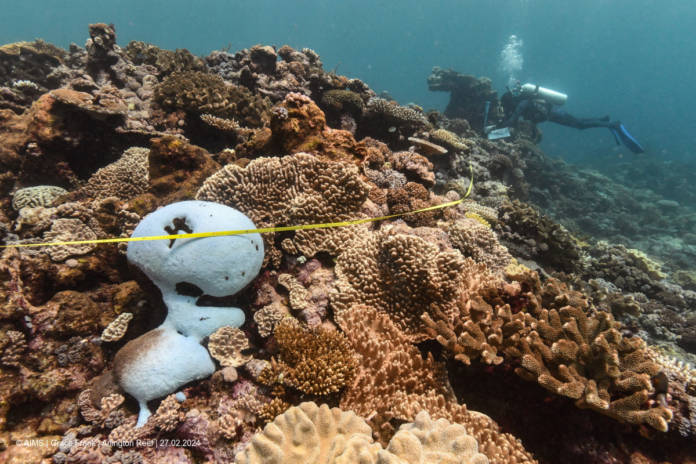 Coral Reefs Bleach In The Great Barrier Reef As Scientists Conduct In Water Monitoring During Marine Heat In Arlington Reef