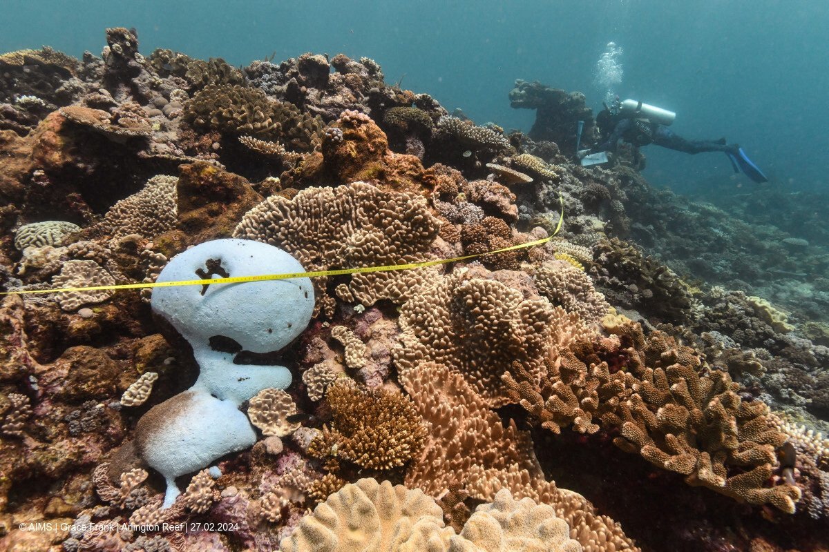 Coral Reefs Bleach In The Great Barrier Reef As Scientists Conduct In Water Monitoring During Marine Heat In Arlington Reef