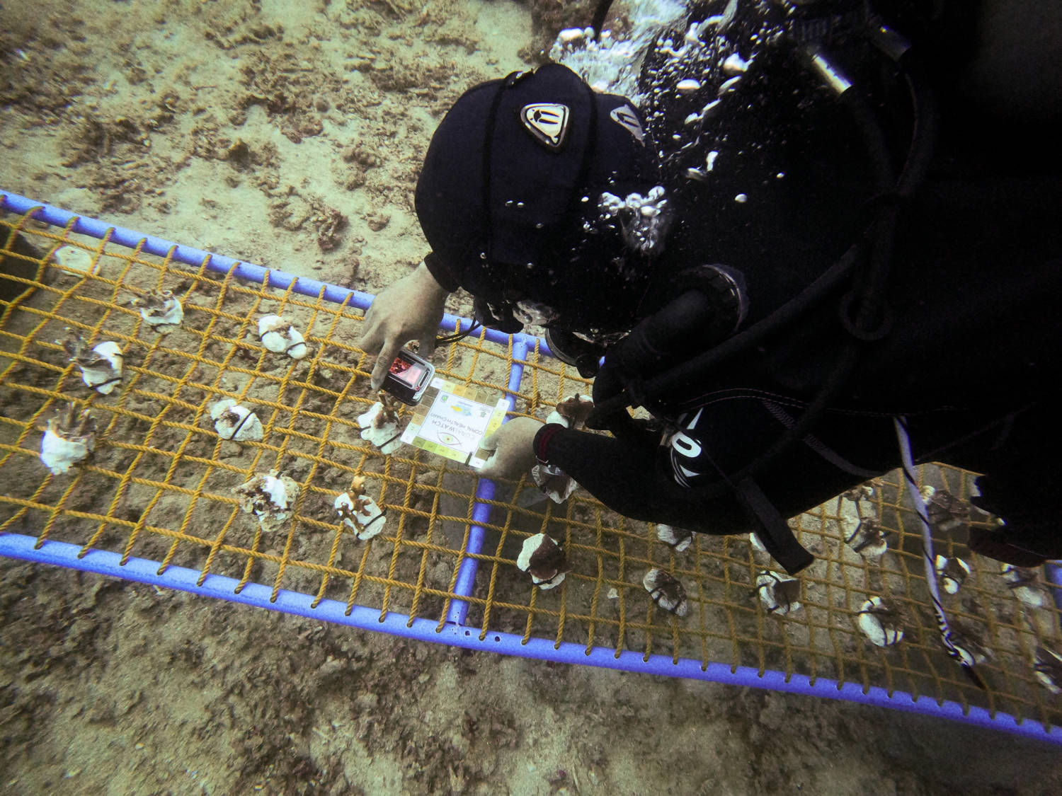 Coral Conservation Efforts In The Philippines