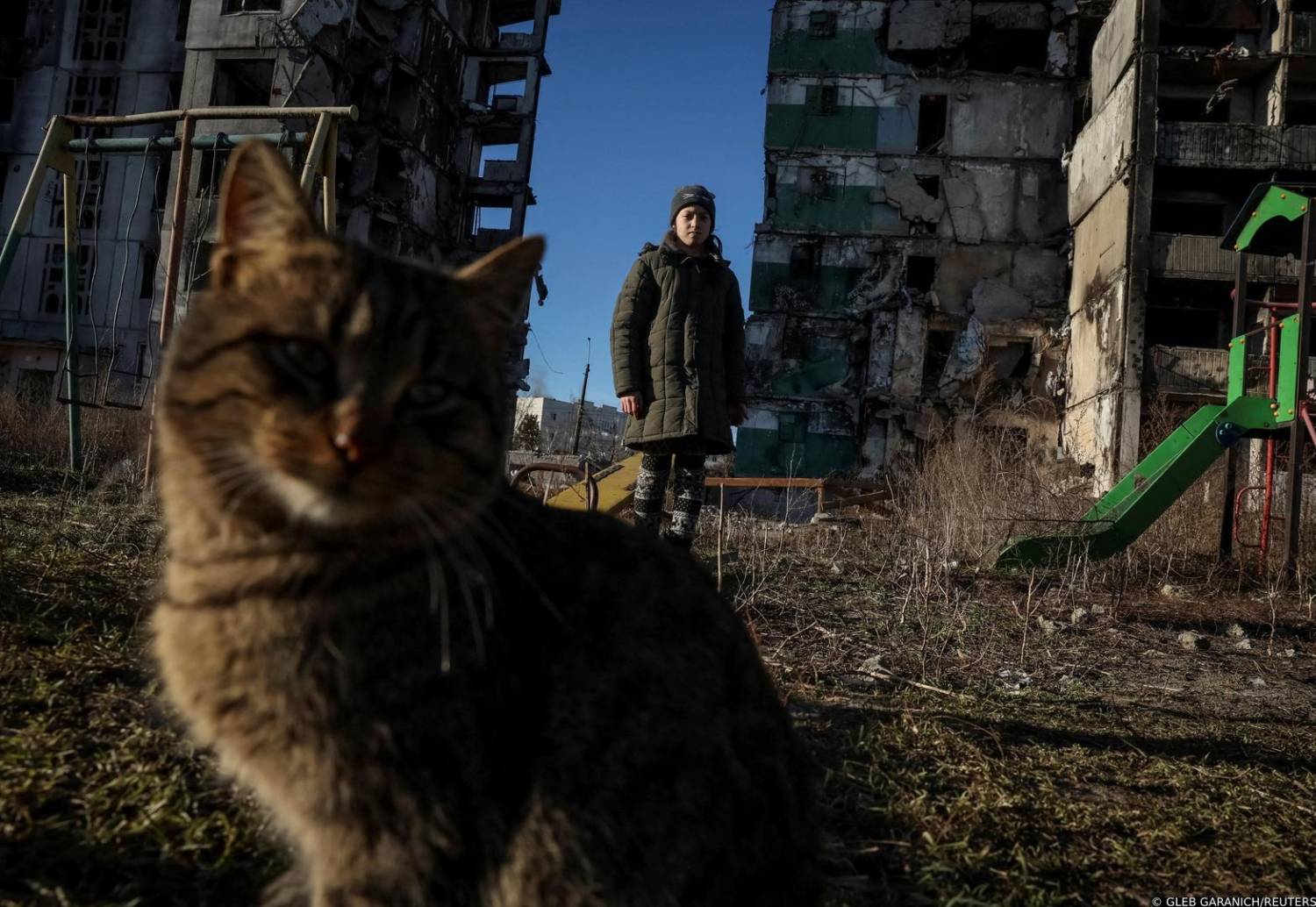 Cats in conflict and disaster zones [PHOTOS] | en.philenews.com