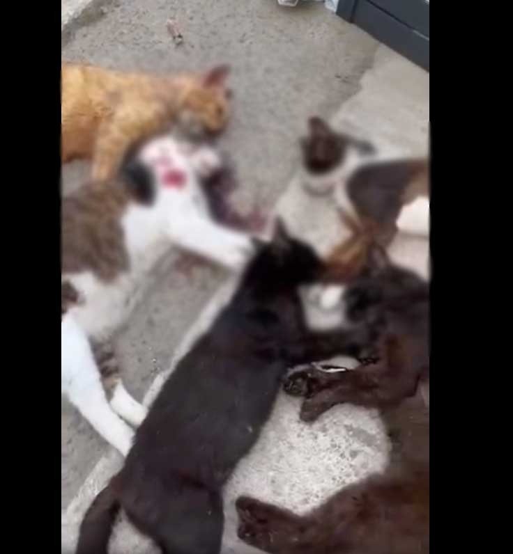 Cats21
