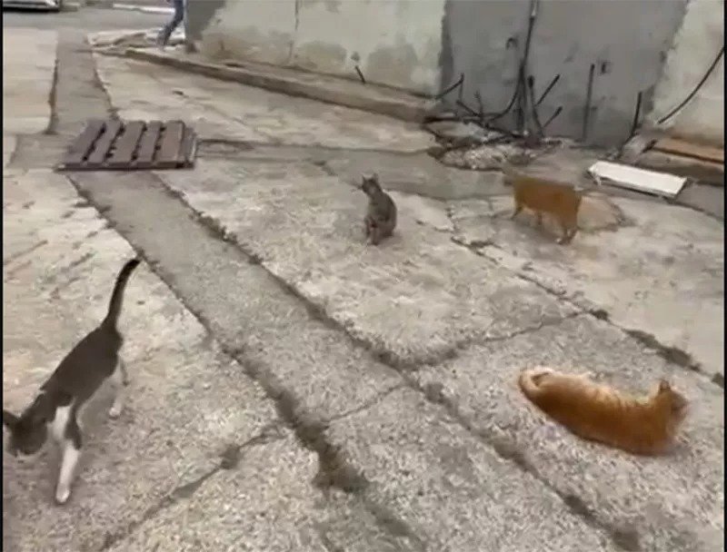 Catspaphos