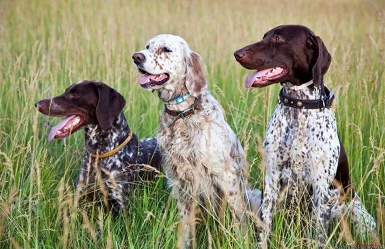 Dogs