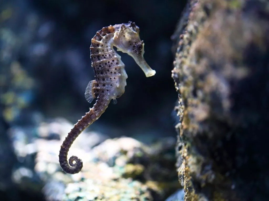 Ippokampos Seahorse Male Birth
