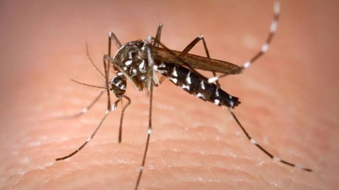 Tiger Mosquito