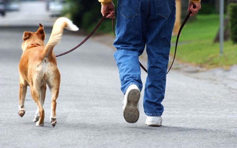 Debunking The 7 1 Dog Years Myth