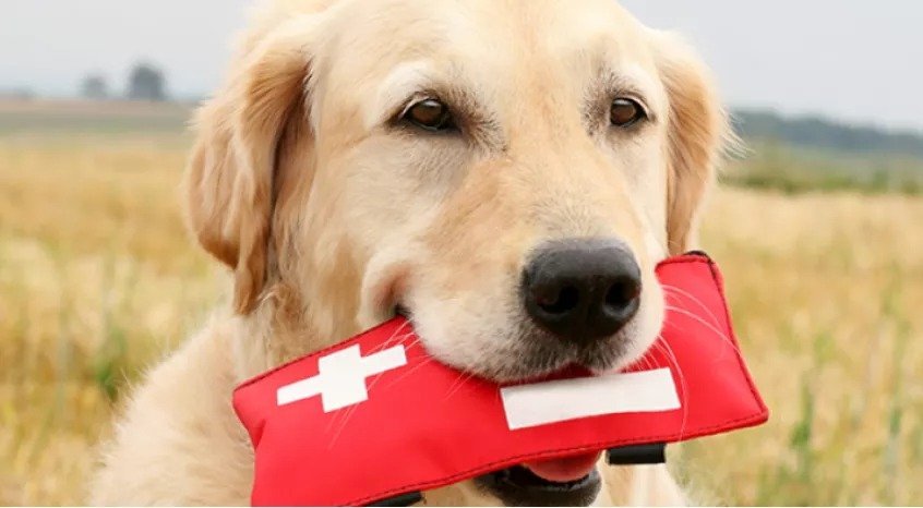 How To Make Your Dog A First Aid Kit