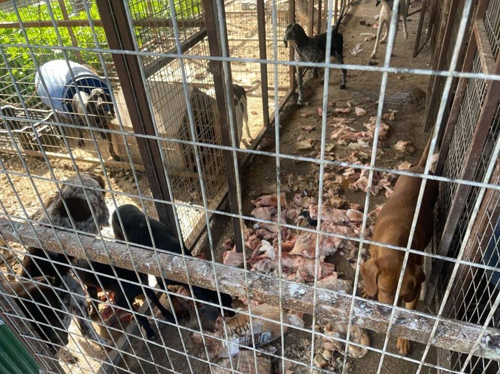 Illegal Hunting Dog Training Practices Reported2