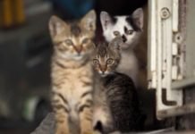 Why Cats Intently Stare At Nothing