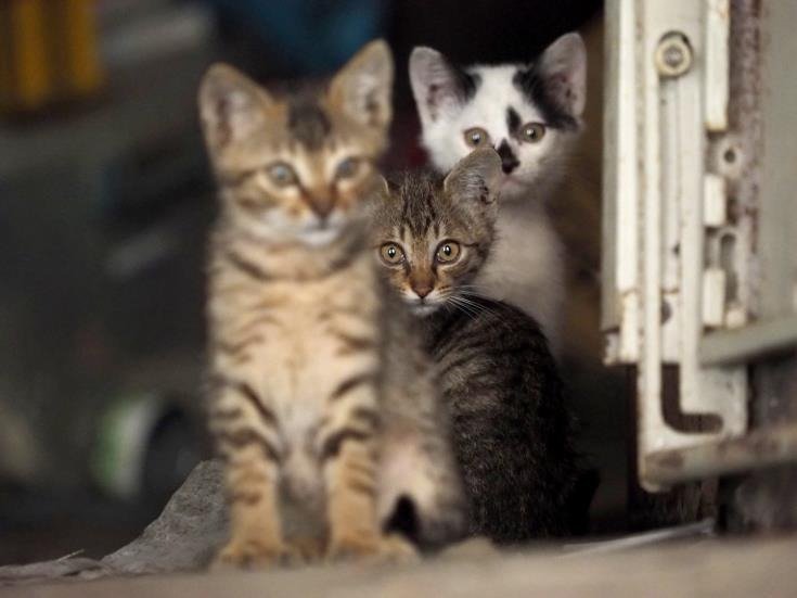 Why Cats Intently Stare At Nothing