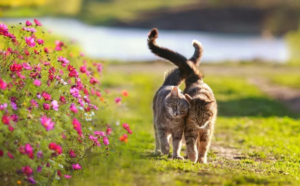 Constant Cat Disappearances Raise Concerns, Ecologist Movement Announces