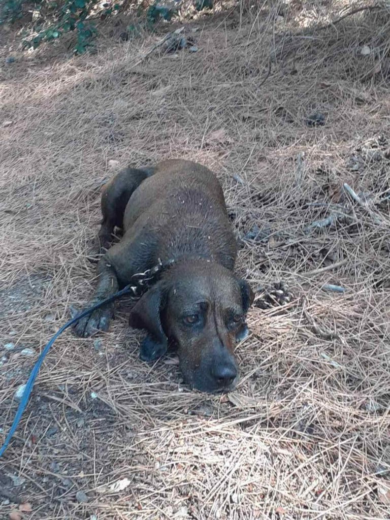 Dog