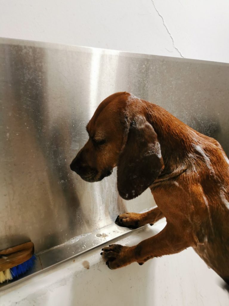 Dog Kyperounta