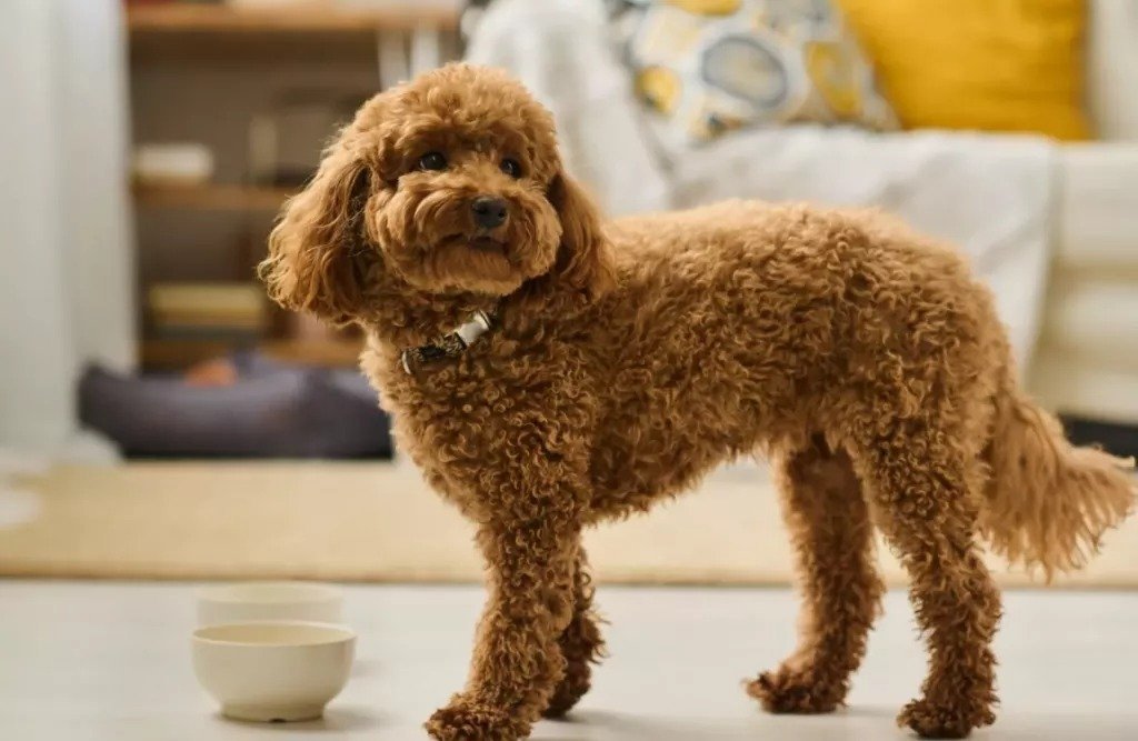 Four Reasons To Give Dogs Ginger