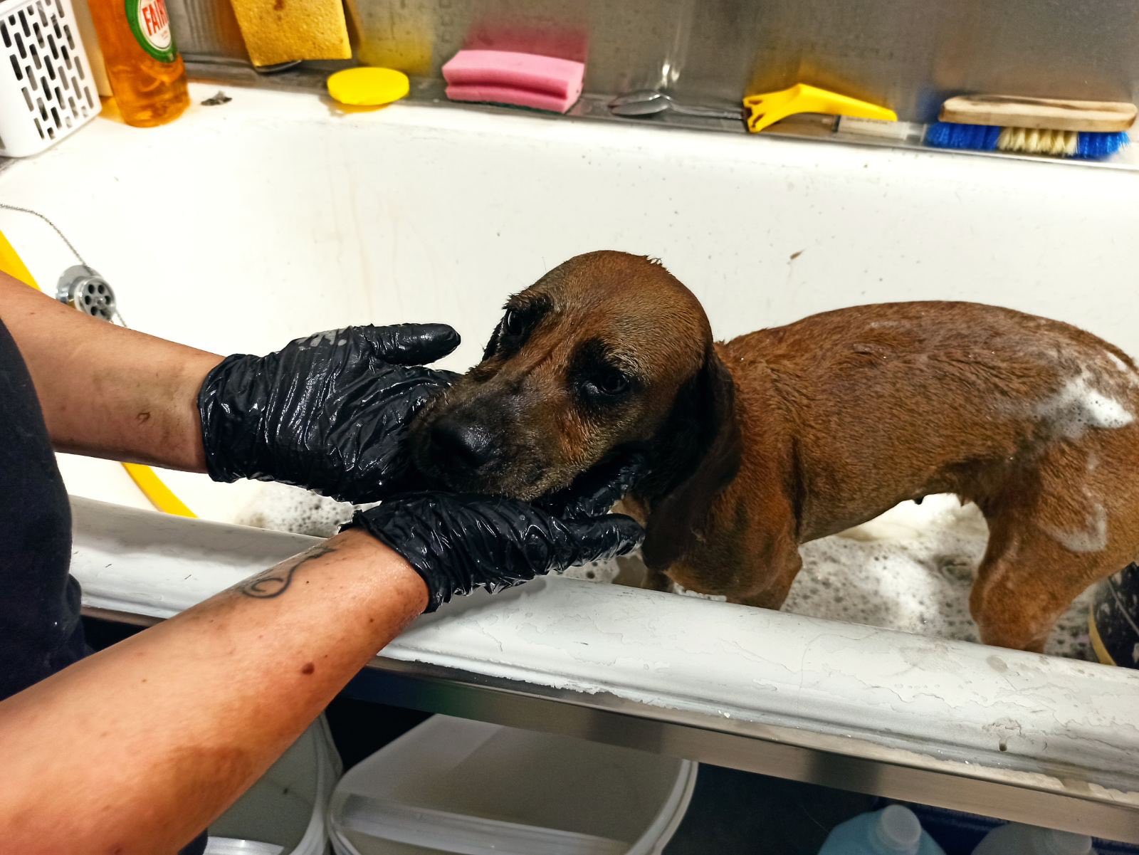 Happy End For Dog Who Was Rescued From Kyperounta Oil Tank [photos]