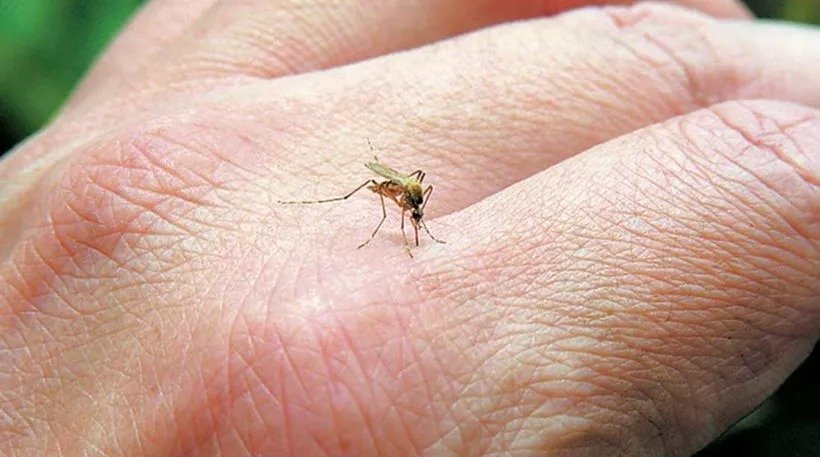 Oropouche Virus Reaches Europe, Pregnant Women Most Vulnerable