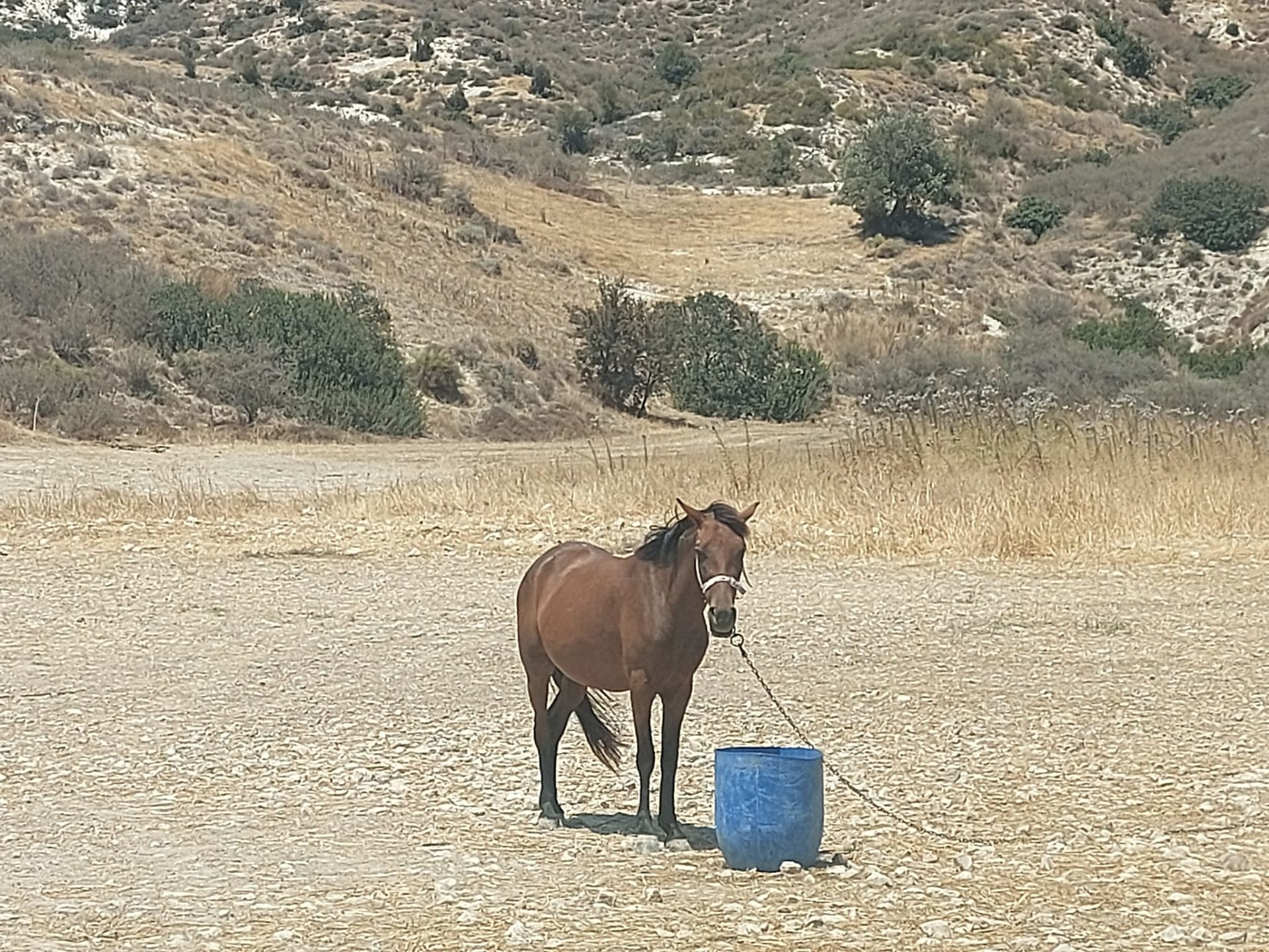 Outrage As Horse Left To Bake In Cyprus Heat