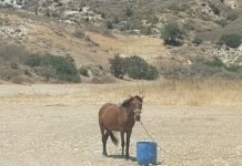 Outrage As Horse Left To Bake In Cyprus Heat