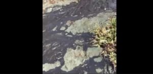 Sewage Contaminated Beach Sparks Outrage In Pervolia