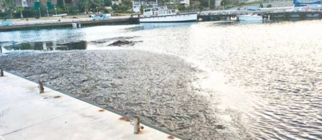 Environment Department Investigates Sewage Ending Up In The Sea In Kato Pyrgos