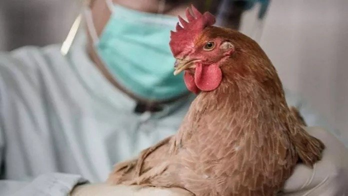 First Bird Flu Case Without Animal Contact Confirmed In Us