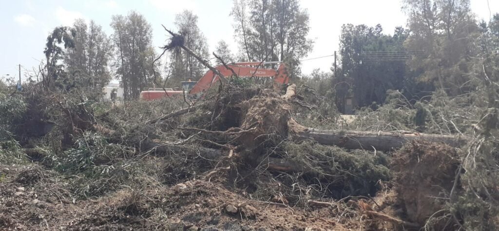 Green Party Reports Unauthorised Felling Of 30 Cypresses 1