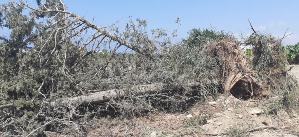 Green Party Reports Unauthorised Felling Of 30 Cypresses 2
