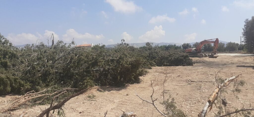 Green Party Reports Unauthorised Felling Of 30 Cypresses 4