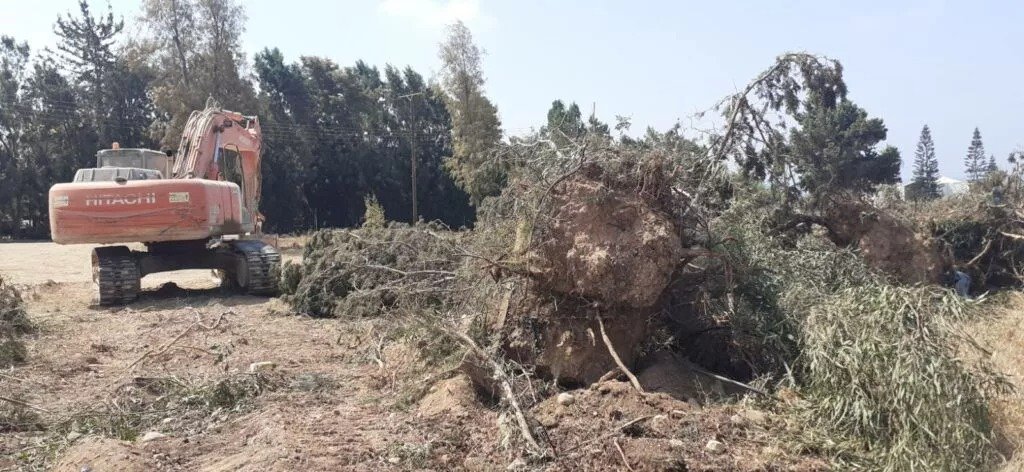 Green Party Reports Unauthorised Felling Of 30 Cypresses