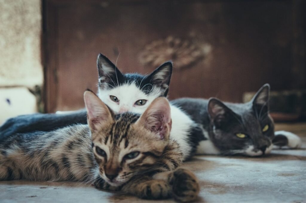 Cats Id 1373409 1024x680