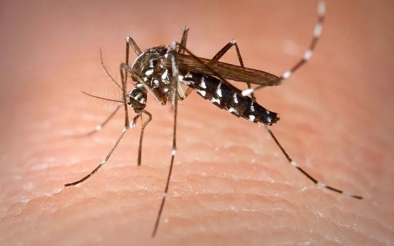 First West Nile Virus Case In Cyprus Confirmed, Elderly Man Critical