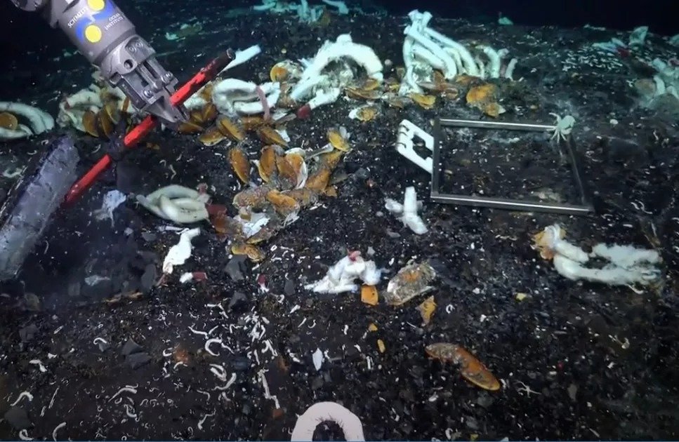 Giant White Worms Discovered In Deep Sea Hydrothermal Vents Near Galapagos