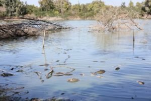 Mass Fish Die Off At Athalassa Lake (photos+videos)
