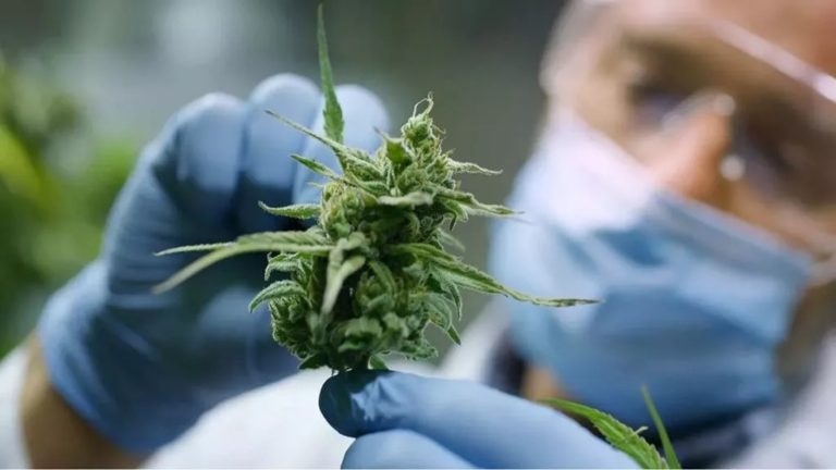 Medical Cannabis An Effective Way To Manage Pain
