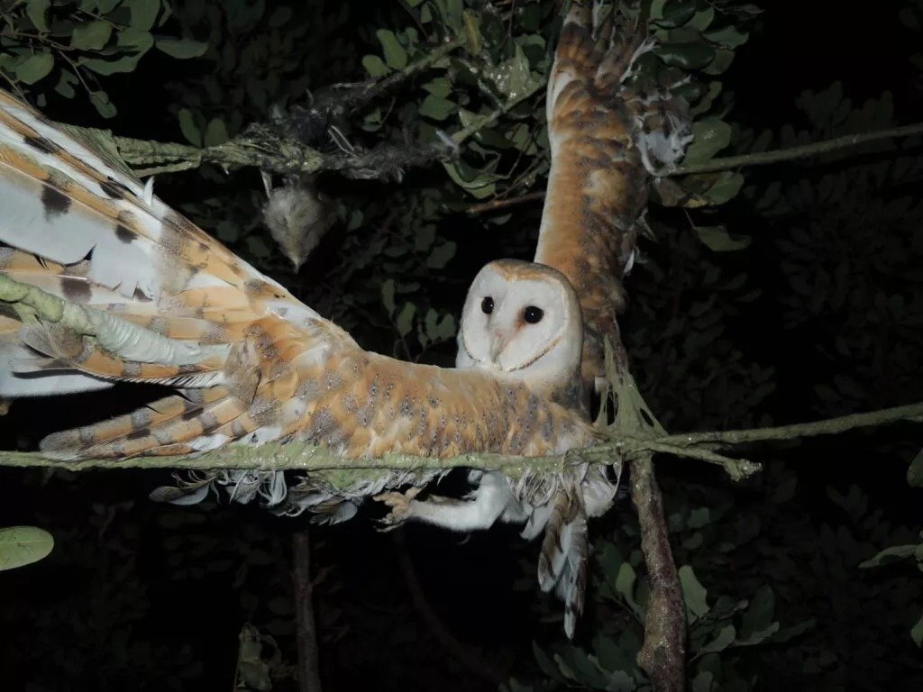 Owls In Cyprus Become %22collateral Damage%22 In Illegal Trappings (photos)