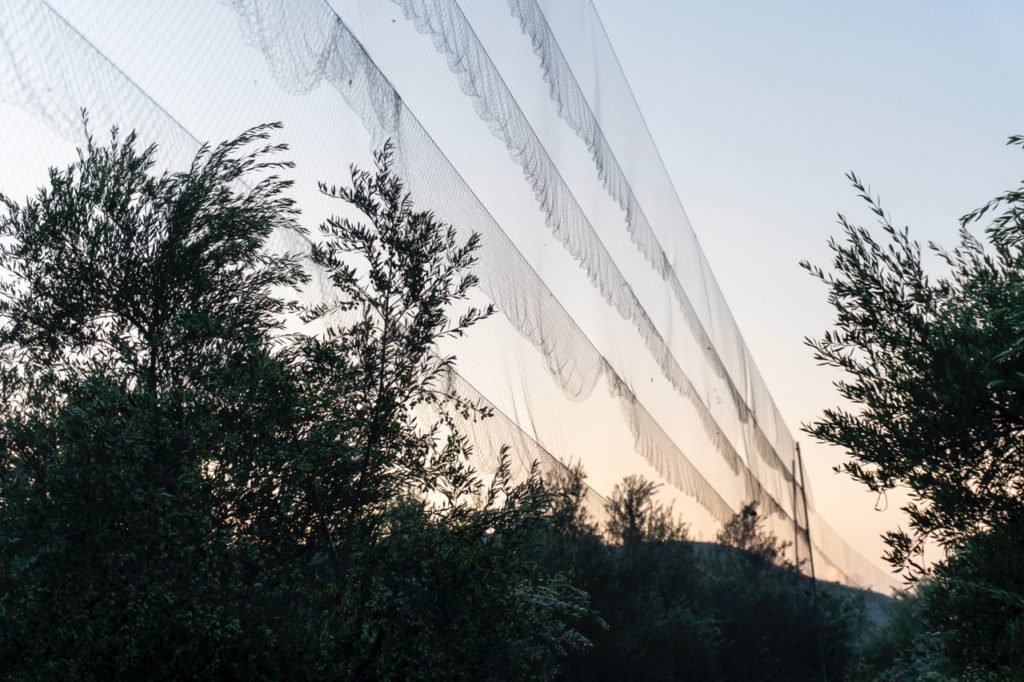 Photo1 Mist Net
