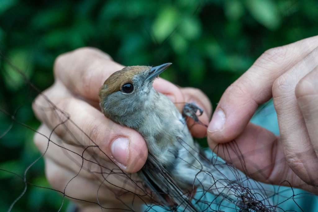 Photo2 Blackcap Caught In Mist Net