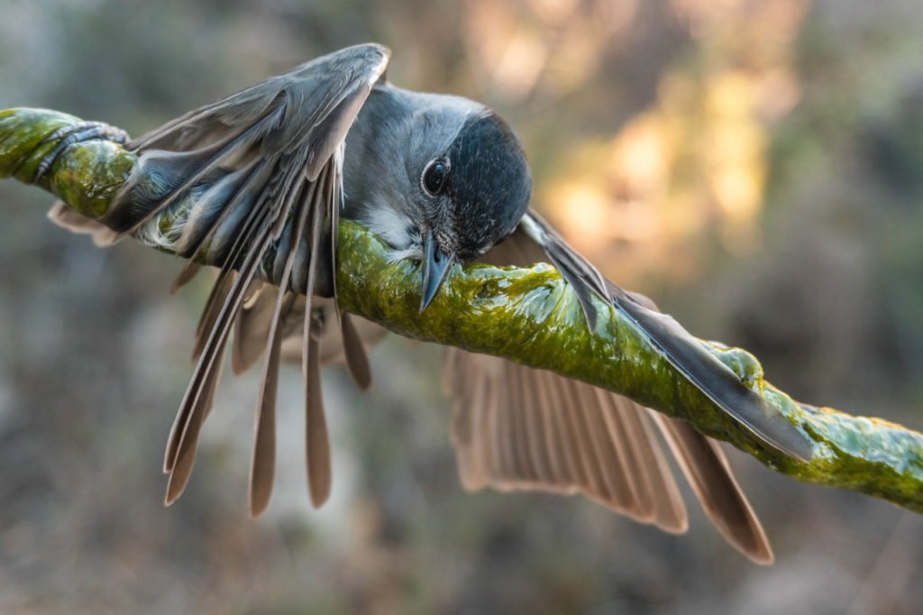 Photo3 Blackcap Caught On Limesticks